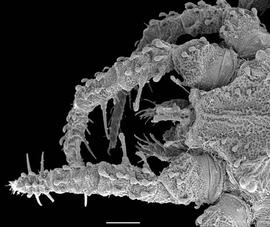 Caeculid anystine (anterior) heavily sclerotized body (DEW)
