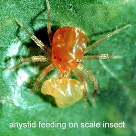 Anystid feeding (DEW, GW)