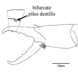  Arctacarus  chelicera (JB, DEW)