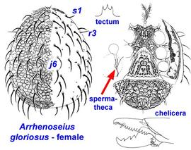  Arrhenoseius gloriosus  female