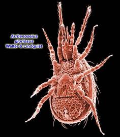  Arrhenoseius  female venter