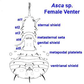  Asca  sp. female venter