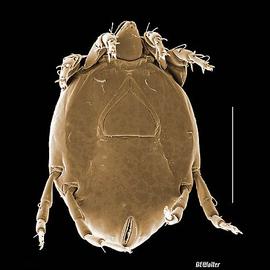 Well sclerotized;  Fusacarus , an unusual armoured astigmatid (DEW)