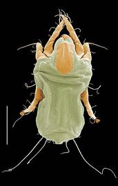 White acariform mites; house dust mite (Dermatophagoides) (DEW) 
 