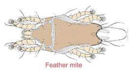 Feather mite (DEW)