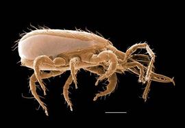  Athiasella  sp. (DEW)