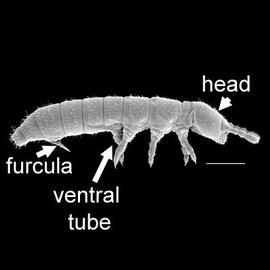 Entomobryomorpha, Isotomidae,  Folsomia  (DEW)