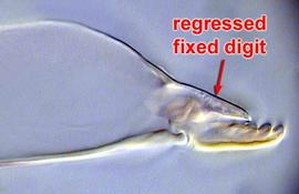   Blattisocius keegani -type chelicera
