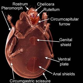 Circumgastric furrow; venter of brachypyline oribatid (DEW)