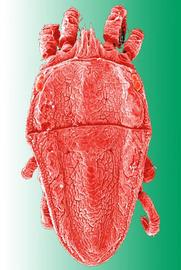   Brevipalpus obovatus  female dorsum
