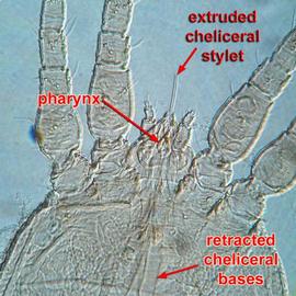   Brevipalpus capitulum  with extruded stylets

