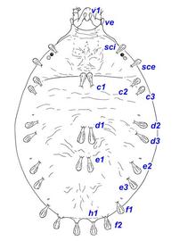 Dorsum of  Bryobia  sp. with setae labeled