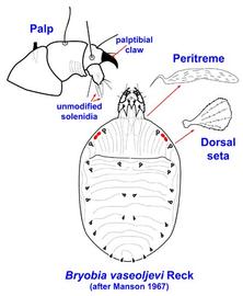 Dorsum of  Bryobia vaseoljevi  showing dorsal setae and palps