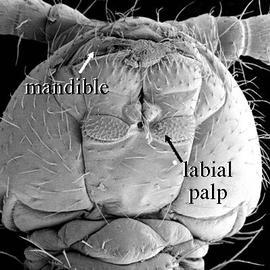 Campodeidae head; ventral view (DEW)