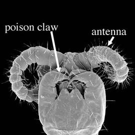 Ventral view of poison claws of centipede (DEW)