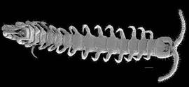Venter of lithobiomorph centipede (DEW)