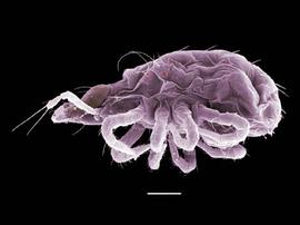 Bdellid ( Cyta ) (DEW)