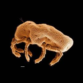 Calyptostommatid parasitengonine-gnathosoma retractile (DEW)