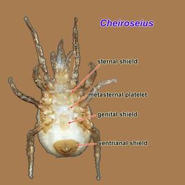 Venter of female  Cheiroseius  sp.