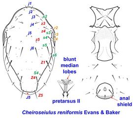  Cheiroseiulus reniformis  female dorsum and venter