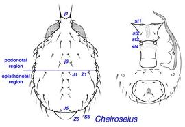  Cheiroseius  female dorsum and venter