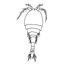 Copepod (HCP)