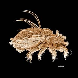  Cosmochthonius  lateral (DEW)