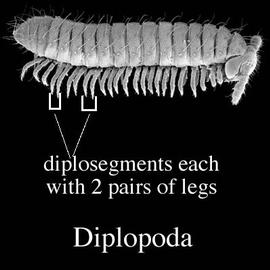 Diplopod in lateral view (DEW)