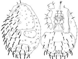 Davacarids genital shields