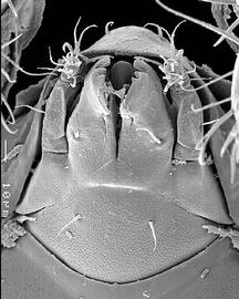  Hermannia  stenarthic subcapitulum (DEW)