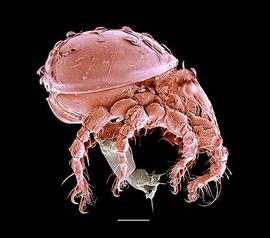  Hermannia  with ovipositor (DEW)