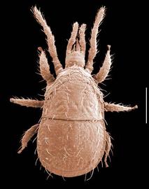  Dendrolaelaps  sp. (DEW)