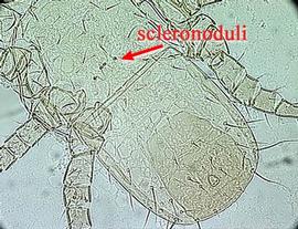  Dendrolaelaps  scleronoduli (DEW)