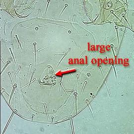   Digamasellus  anal opening with fungal spores
