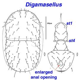  Digamasellus  dorsum and venter