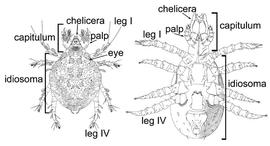 Dorsal view (left); ventral view (right)