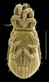  Eohypochthonius  venter (divided genital shields internal) (DEW)