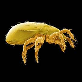 Hypochthonioid,  Eniochthonius  (DEW)