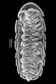 Eurypauropodidae venter (DEW)