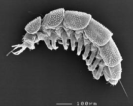 Eurypauropodid (DEW)