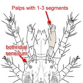 Bothridial sensillum and palps with 1–3 segments; pedipalps and trichobothrium (DEW)