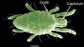 Spider mite (DEW)