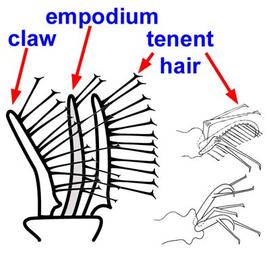 Bryobiine tenent hairs on the empodium