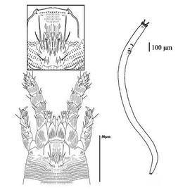  Gordialycus , Nematalycidae (CH, DEW)