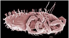  Speleorchestes  (DEW)