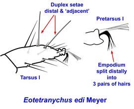 Eotetranychus edi  tarsus and pretarsus I with empodium split distally and duplex setae