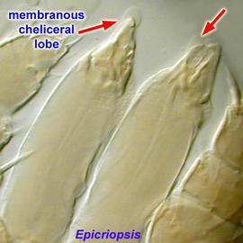  Epicriopsis  chelicerae