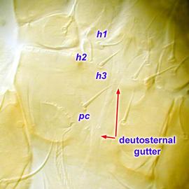  Epicriopsis  subcapitulum