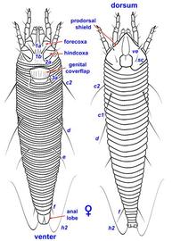 Ventral and dorsal views of female  Fragariocoptes 
