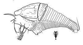 Eriophyidae , Proneotegonotus 